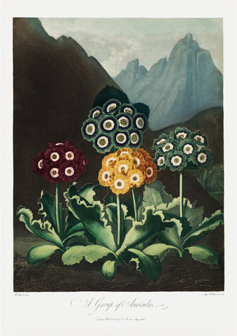 Auriculas