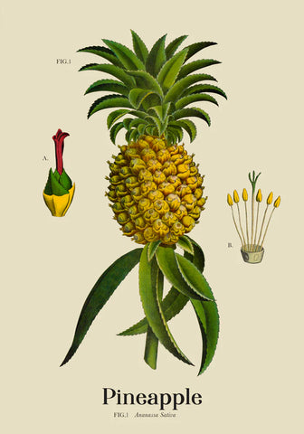 Pineapple Light