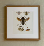 Antique Bee 2 Bookplate