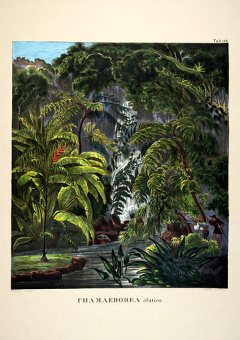 Camaedorea Jungle Scene