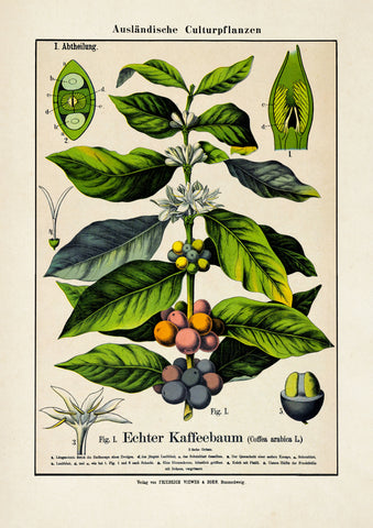 Coffee Plant