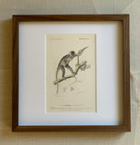 Antique Monkey Bookplate