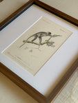 Antique Monkey Bookplate