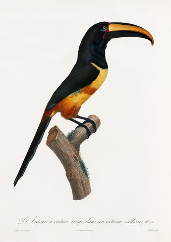 Red Belt Toucan