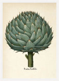 Artichoke Sepia